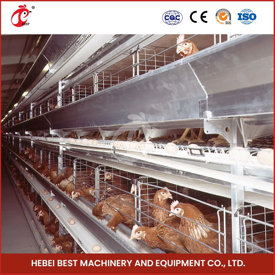 Bestchickencage Layer Hen Cage China Automatic Breeding Chicken Layer Cage Suppliers Vacuum Siphon Principle Low Price Layer Cage