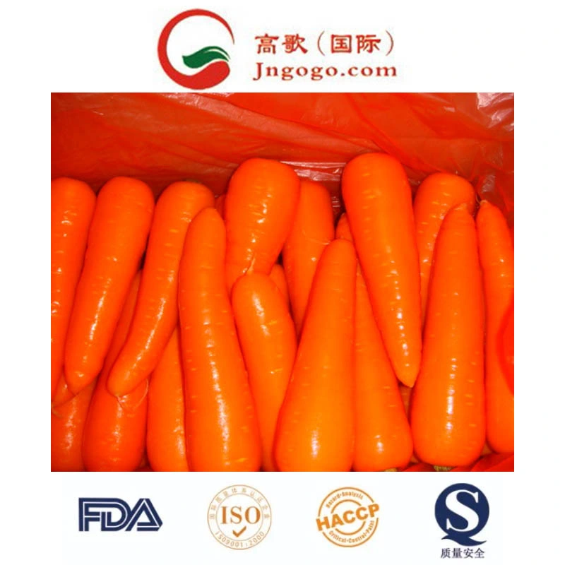 New Crop High quality/High cost performance Fresh Carrot (200-250G)