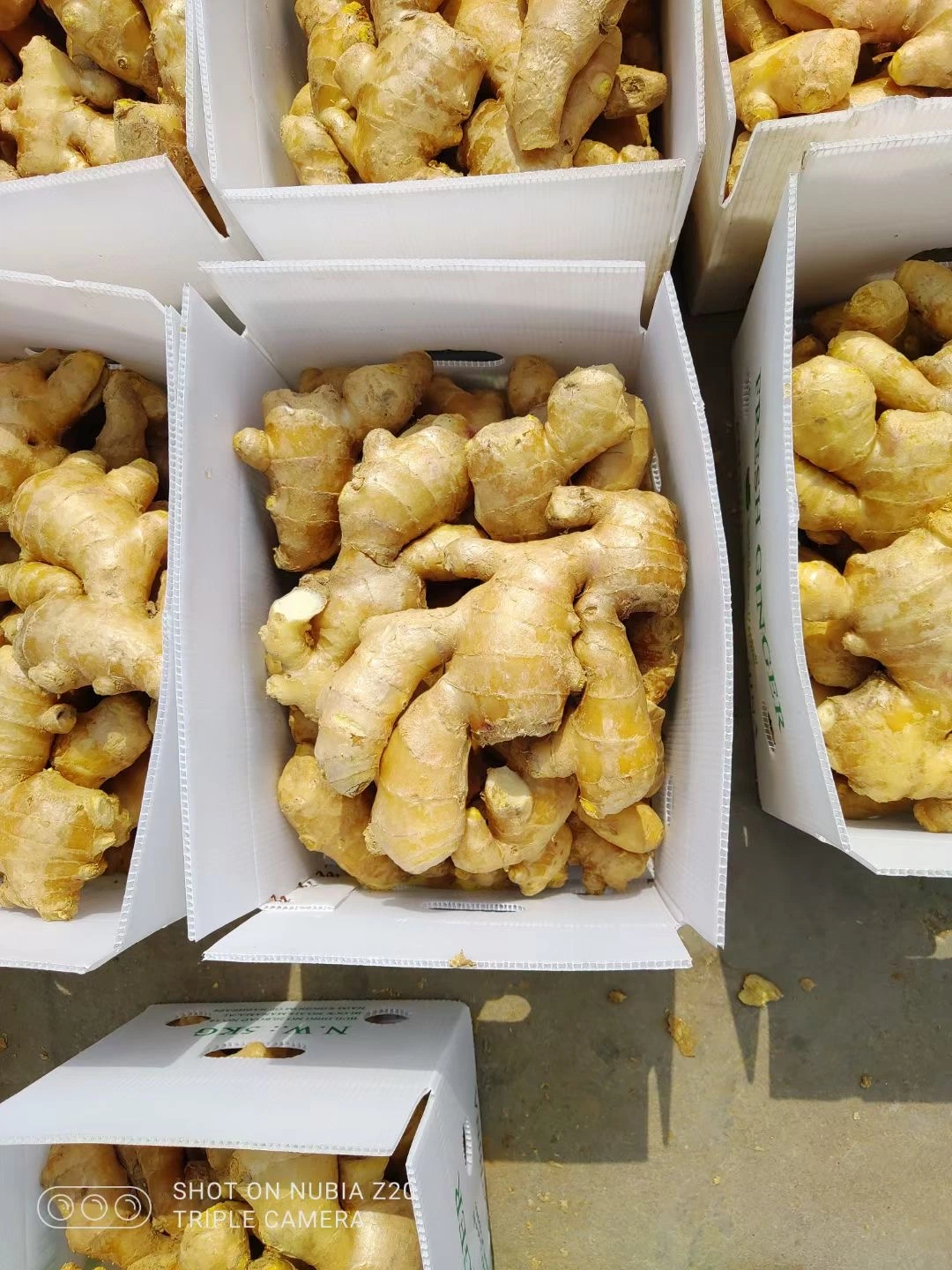 Chinese Selected Organic Yellow Air Dry Organic Ginger Fresh Shandong Ginger