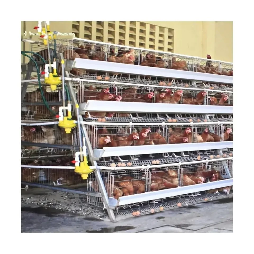 Un type 4 niveaux de la batterie de la couche d'oeufs de poules pondeuses en cage de poulet automatique