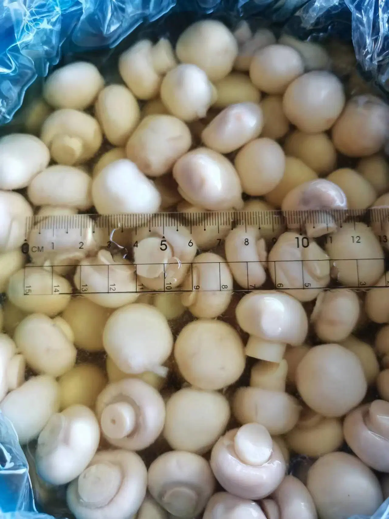 China 2023 New Crop Canned Whole Mushroom