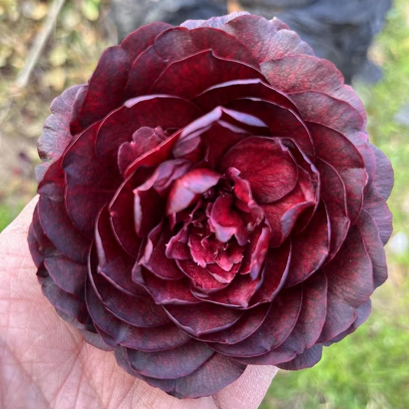 Dark Red Camellia 'mo Chuan' Indoor Camellia Bonsai