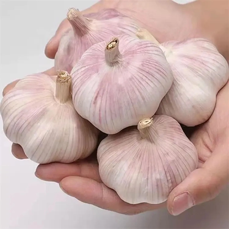 Fresh New Crop Normal White Garlic/Pure White Garlic of 2023