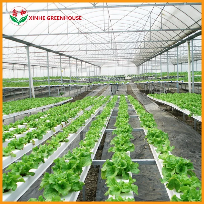 Single Span Type Film Greenhouse with Heating System for Tomatoes