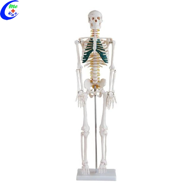 Medizinisches menschliches anatomisches Skeleton vorbildliches medizinisches vorbildliches Anatomie-Modell