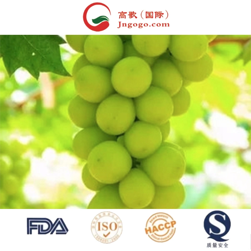 Advantageous Price Delicious Sweet 95-100% Maturity Natural Class a Green Chinese Fresh Grapes