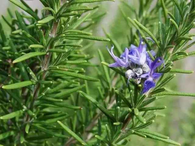 Natural Rosemary Extract 5%~60%/ Carnosic Acid 2.5%~98% /Rosmarinic Acid 25%~98% /Ursolic Acid Essential Oil Feed Additive Herbal Extract Rosemary