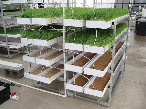 Multi Layer Vertikal Hydroponics Growing System Futtermittel Gras Sämling Tablett