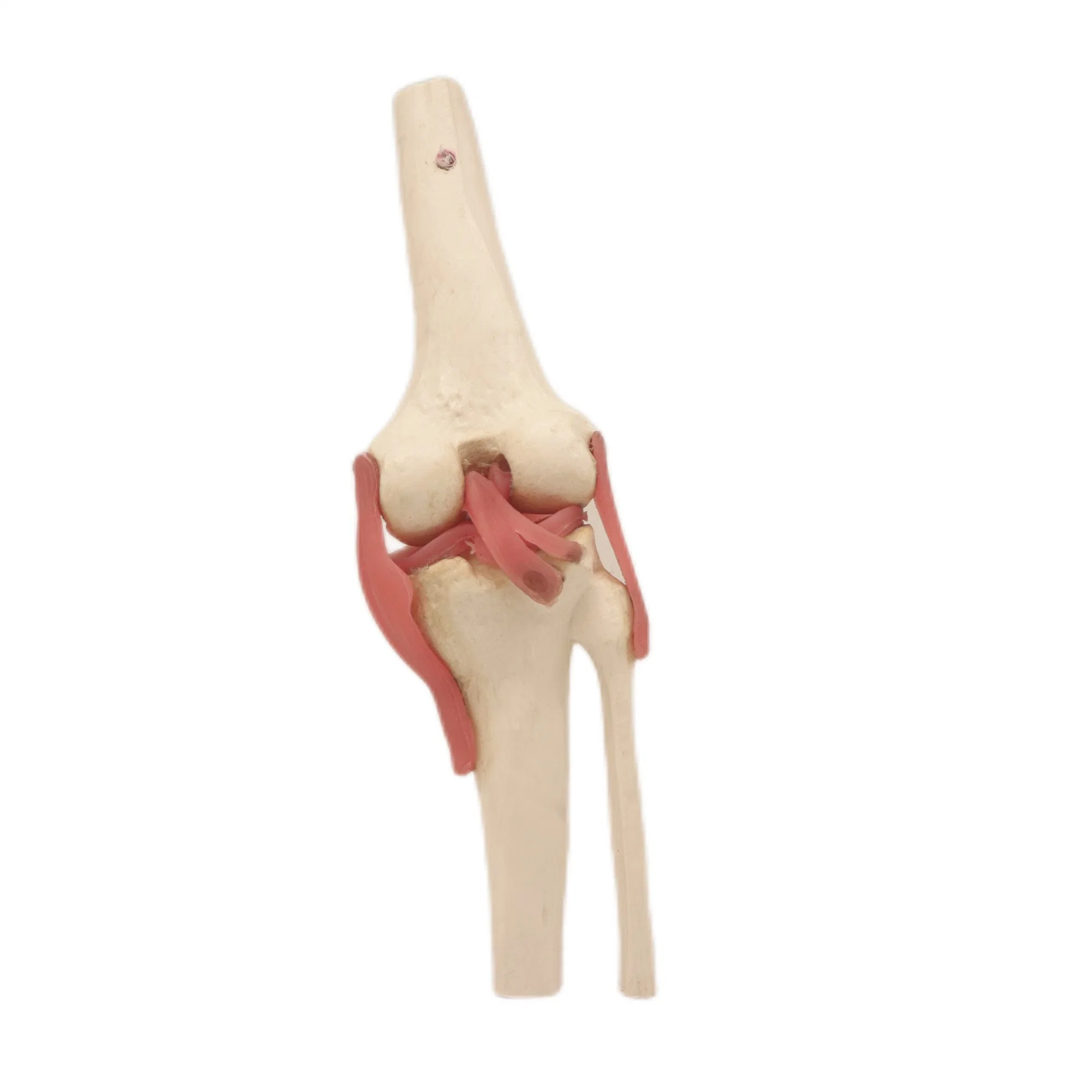 Medical Lab Teaching Models Knee Joint Skeleton Models of PVC