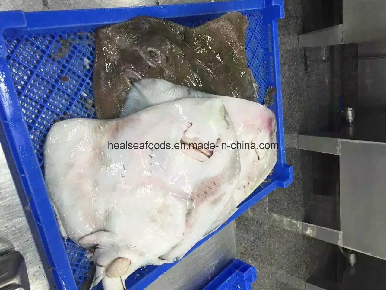 Wholesale/Supplier Seafood Frozen Red Stingray Ray Fish/Raja Porosa Fillet