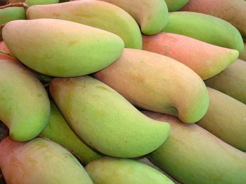 Fresh Mango Sweet Soft Dried Fruit Mango Carton Package 5kg 10kg Factory Price Hot Sale