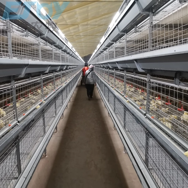 Broiler Chicken Cage mit vollautomatischem Füttern/Trinken/Eierabholung/Güllereinigungssystem