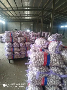 2020 New Crop Fresh Pure White Garlic Chinese Supplier High quality/High cost performance  Cheapest Price