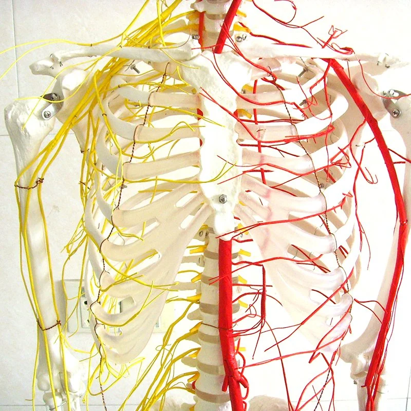 Esqueleto humano de 170 cm com o modelo anatómico com lomão de PVC de alta qualidade Artérias principais e nervos espinhais