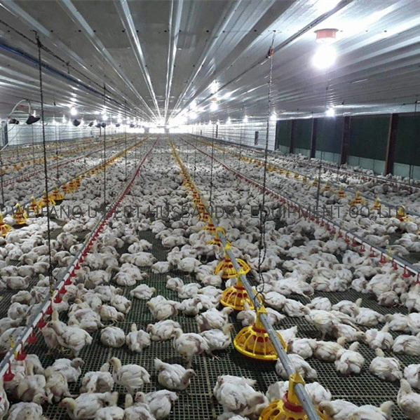Automatic Poultry Farming Equipment Chicken Feeding System for Sale