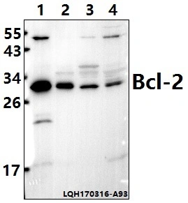 Bcl-2 (P65) Polyclonal антитела