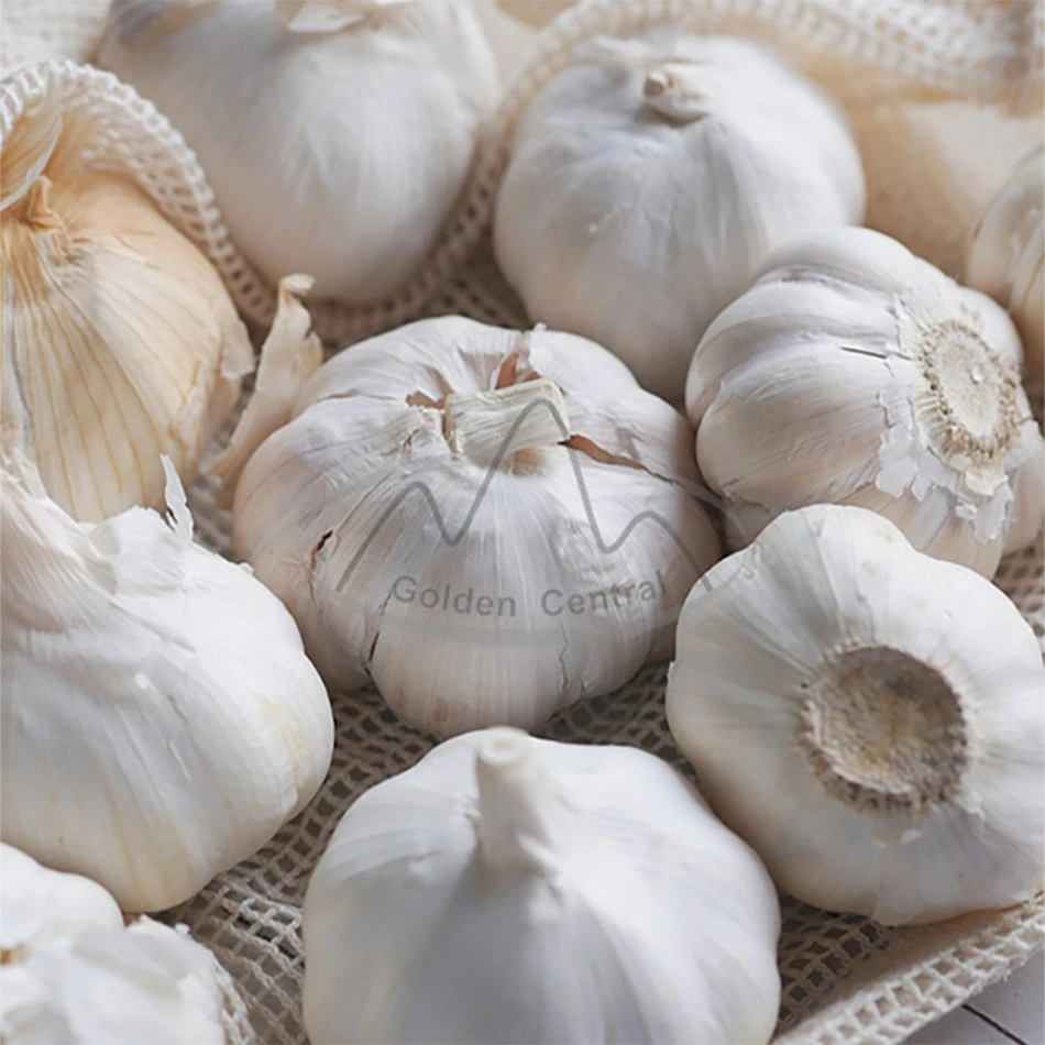 Ajo chino fresco puro ajo blanco para verduras frescas al por mayor Precio de fábrica