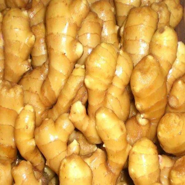 New Crop Organic Air Dry Ginger / Fresh Young Ginger for Export