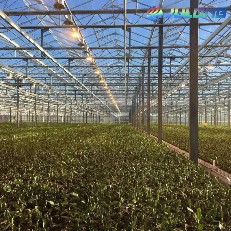 Agriculture Farming Strawberry Growing Hydroponics System Greenhouse with Irrigation Fertilizer