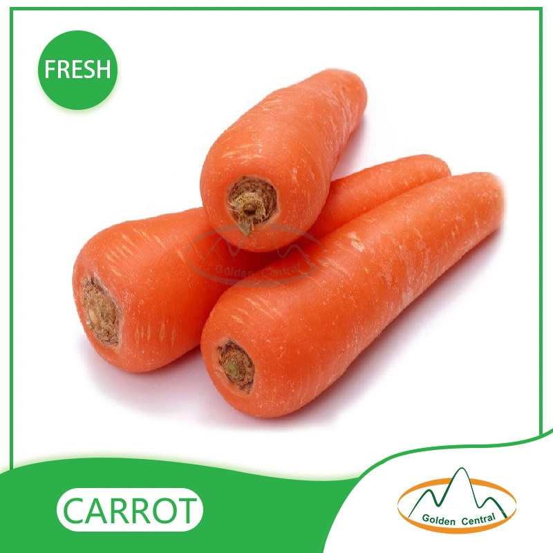 2023 New S M L Size Fresh Red Carrot