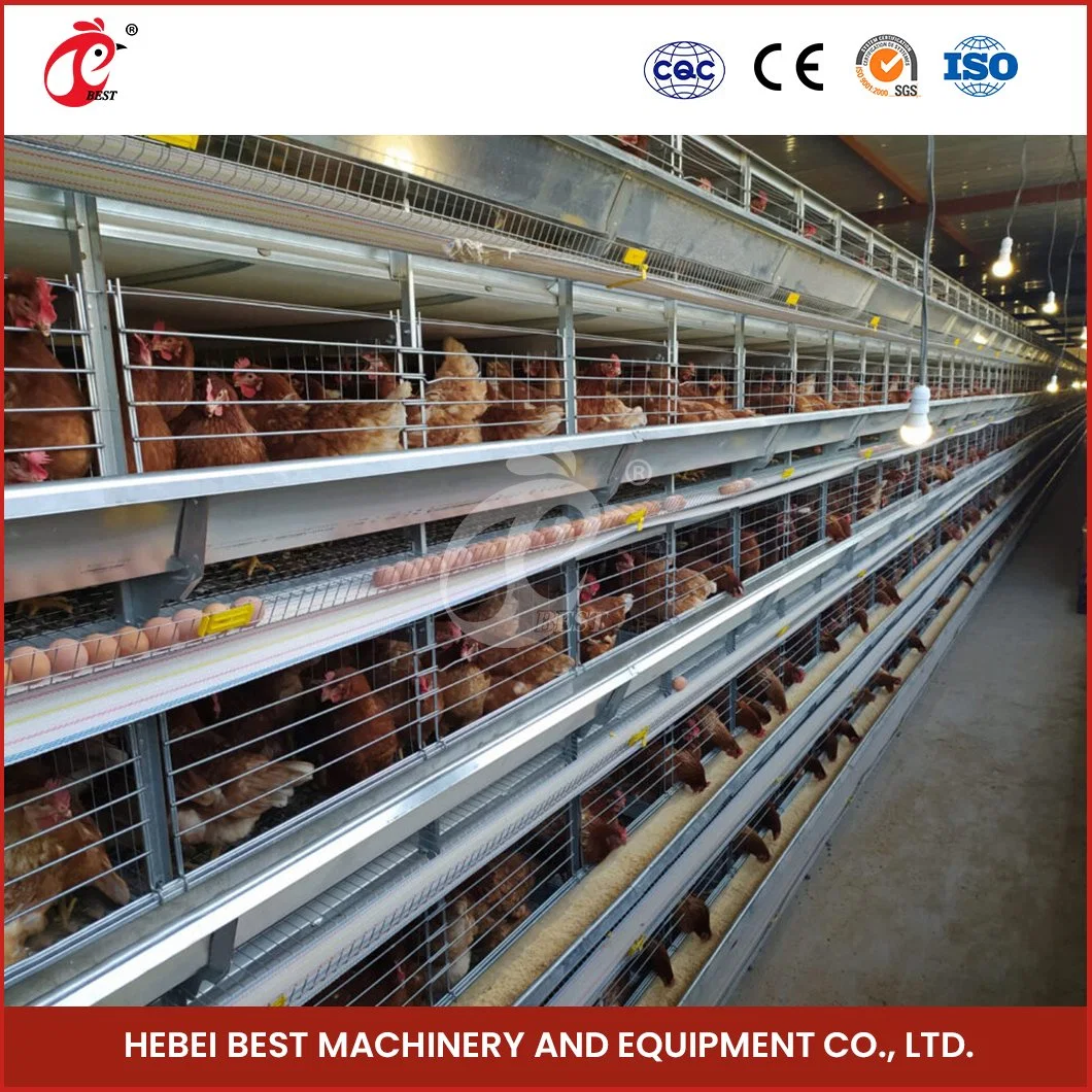 Bestchickencage H Type Breeder Cage Layer Cage China Homemade Chicken Layer Cages Supplier Custom Reliable Technical Design Wholesale/Supplier Metals Chicken Layer Cage