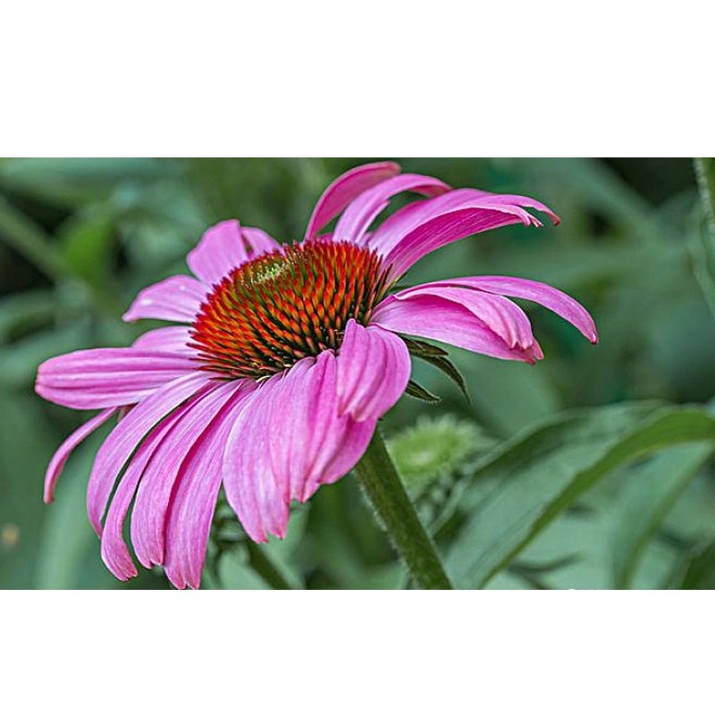 مستخرج ECHINACEA 2% 4% مسحوق حمض Cichoric Powder CAS 70831-56-0