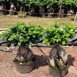 Ficus Microcarpa árbol Bonsai Ficus Ginseng Precio planta Vivero Interior Plantas vivas