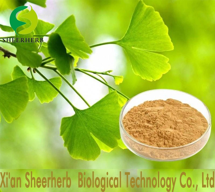 Sheerherb High quality/High cost performance  ISO Certified 100% Natural Ginkgo Biloba Extract/ Ginkgo Leaf Extract with Treatment Alzheimer&prime; S Disease