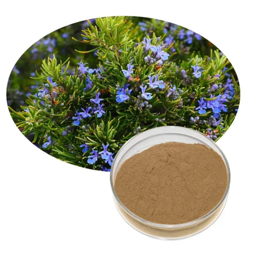 Supplier High quality/High cost performance  Pure Natural Organic Rosemary Extract Water Soluble Ursolic Acid