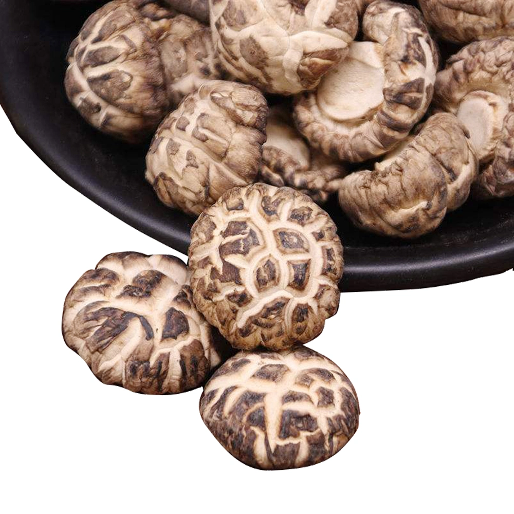 Farming Agriculture Product Foods Organic Shiitake Mushroom