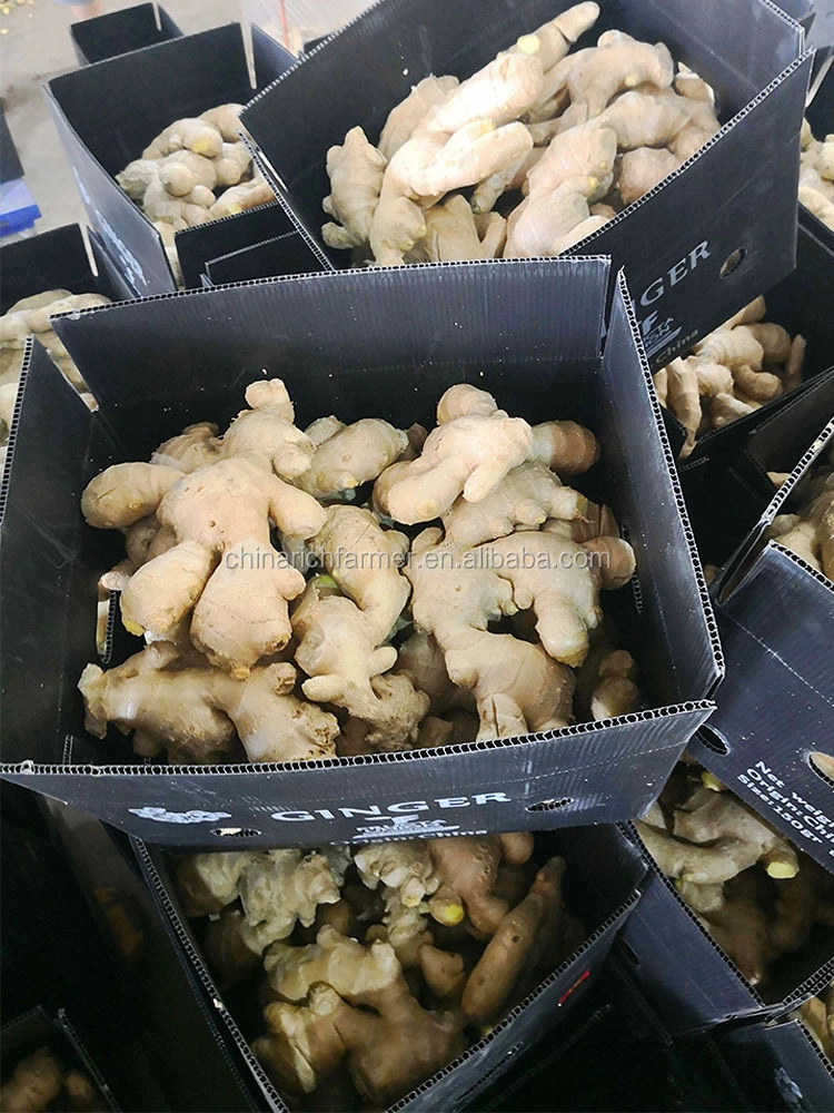Top Quality Hot Selling Cheap Price Good Brand Ginger