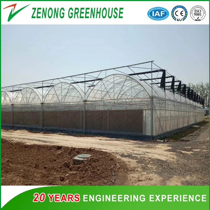 Original Factory Supply Multi-Span Film Greenhouse for Seedling/Vegetables