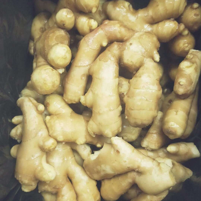 2018 New Crop Fresh Air-Dried Jumbo Ginger