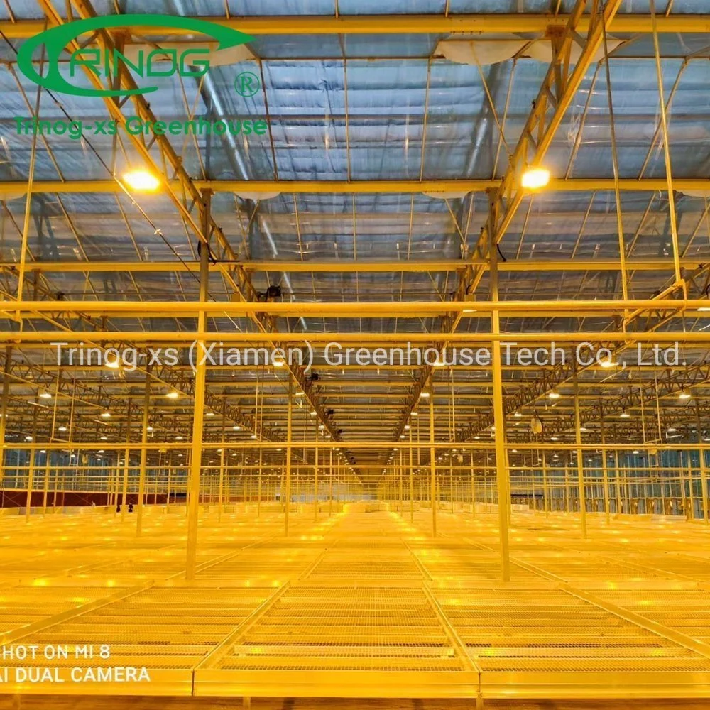 Agricultural Large Multi-span Vegetables Galvanized Steel Pipe Structure Glass Greenhouse with Indoor Hydroponic System