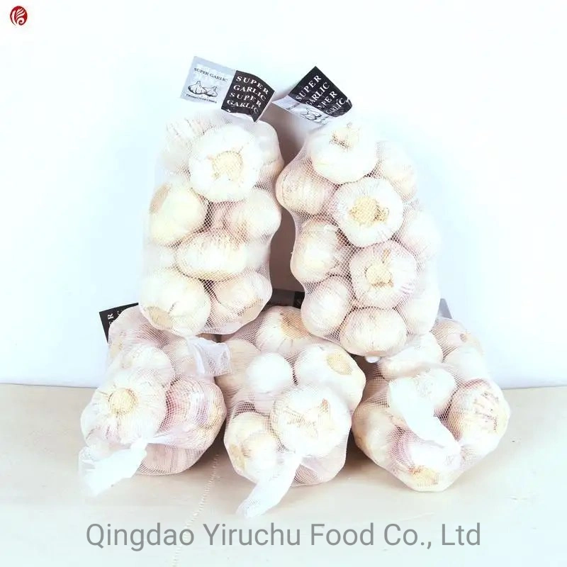 Normal White Garlic Fresh Dried China Origin Shandong Province