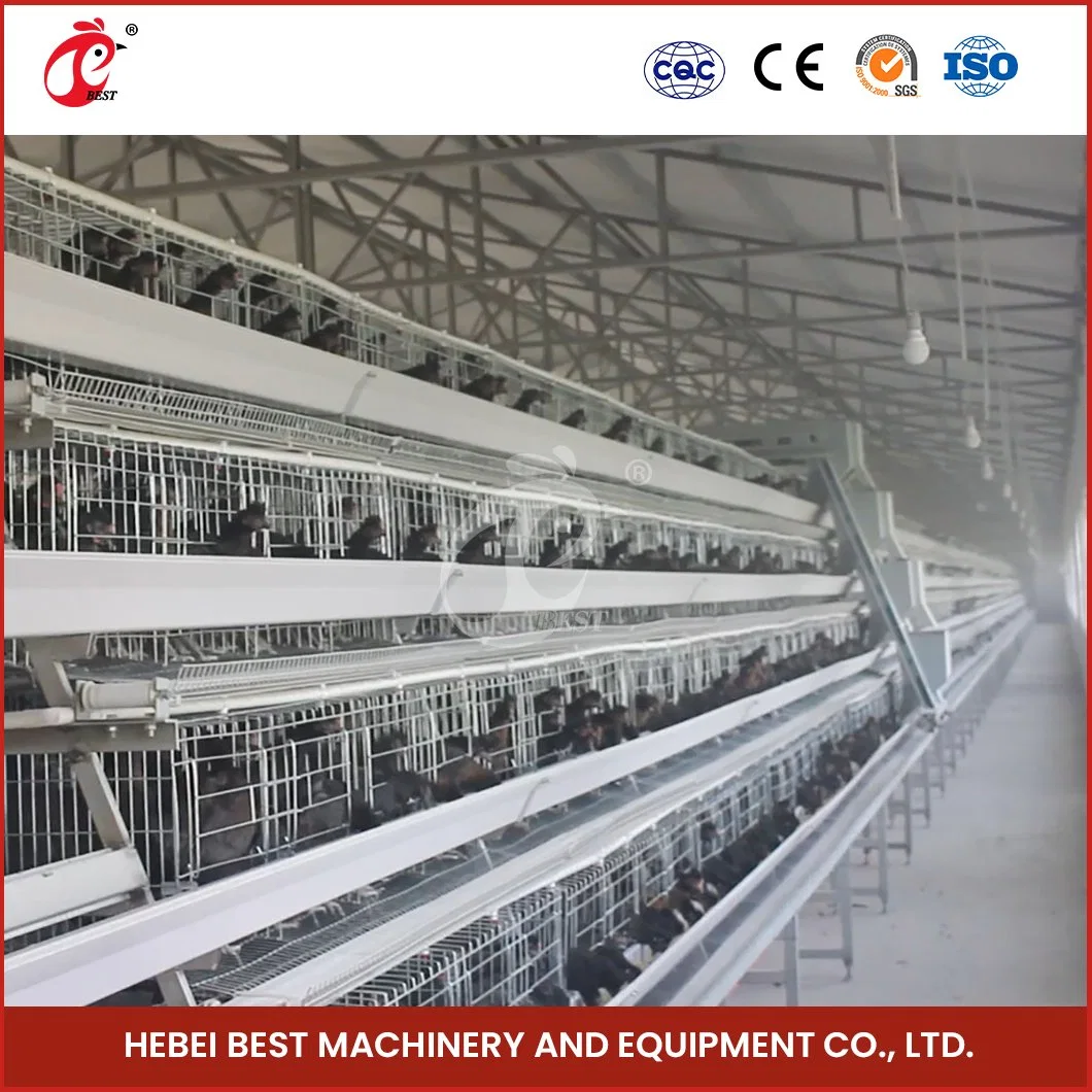 Bestchickencage a Type Young Hen Coop Breeder Cage China Outdoor Chicks Cage Supplier OEM Customized Maintenance Free and Recyclable Wooden Chicken Pullet Cage