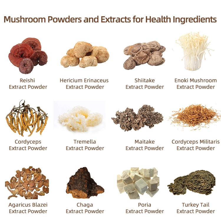 Reishi Mushroom Powder Cordyceps Mushroom Powder Chaga Extracto de setas León Extracto de setas de mane mezcla soluble en agua