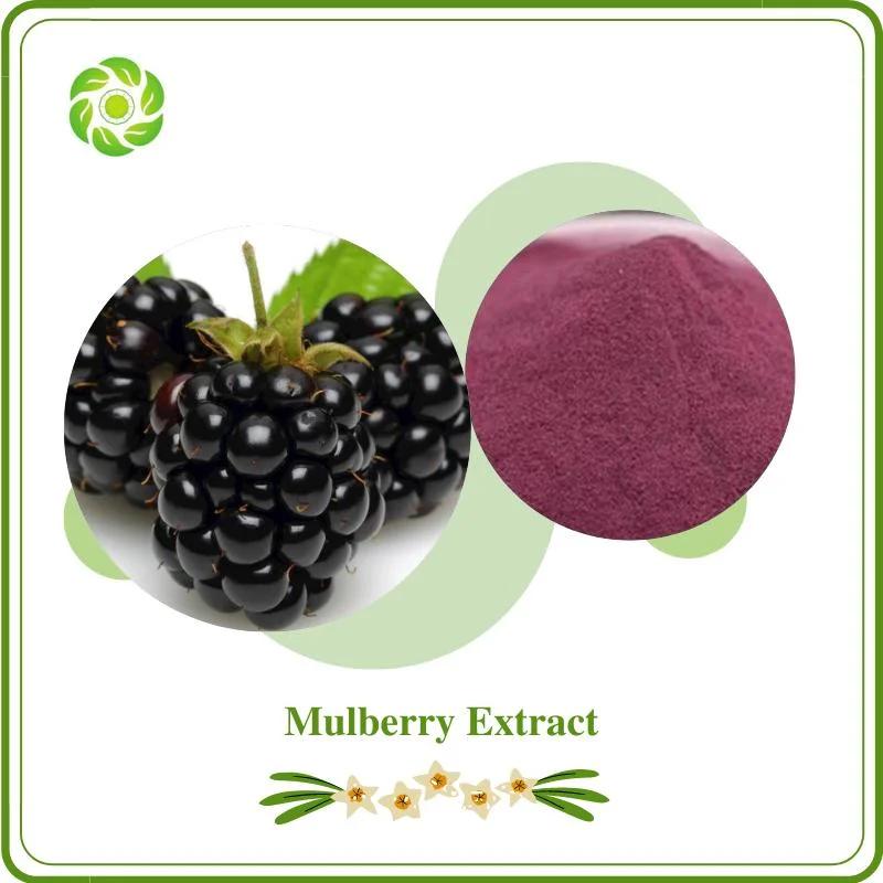 Bienestar mundial Biotech Extracto Natural de Mulberry con 25%-5% de antocianidinas para Suplemento