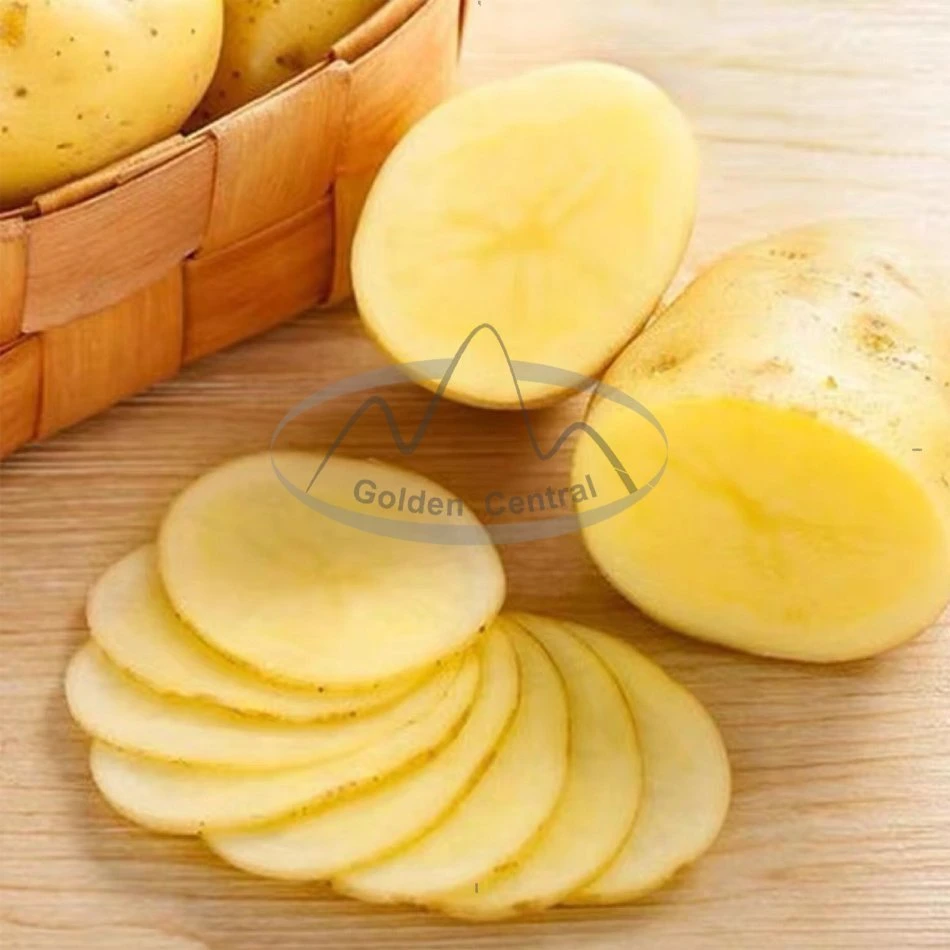 Commerce de gros de pommes de terre fraîches jaune à l'étranger en provenance de Chine