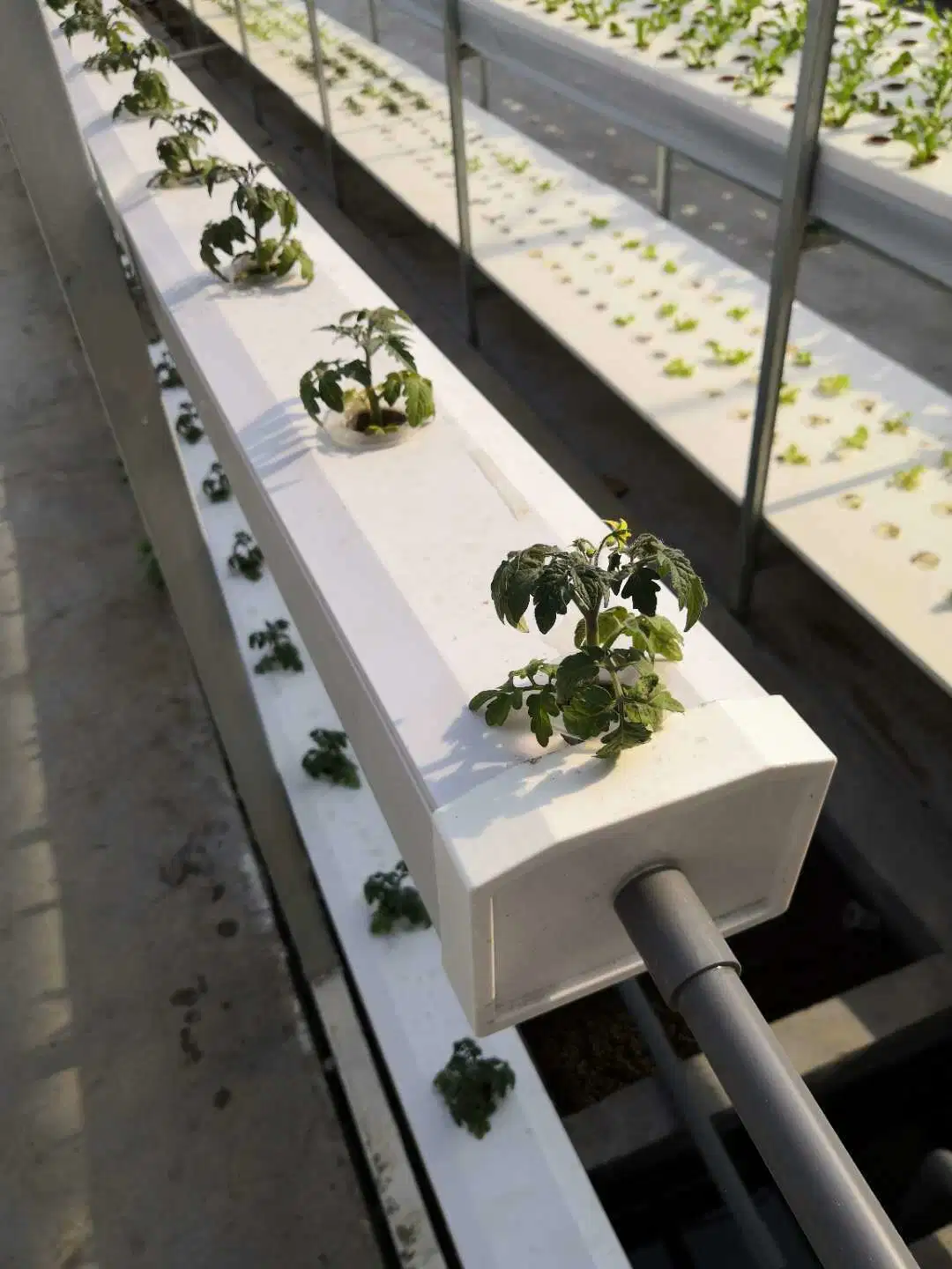 Hydroponic PVC Gutter Vegetables Growing System