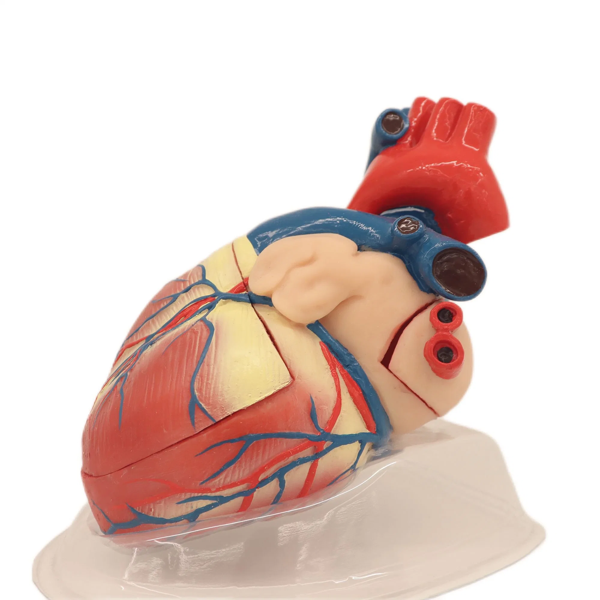 Disposable Medical Supplies Lung Segments Model