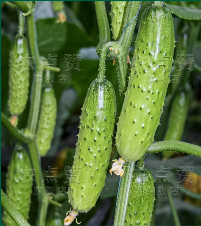 Heat Cold Strong Disease Resistance Spikes Cucumber Seeds for Planting