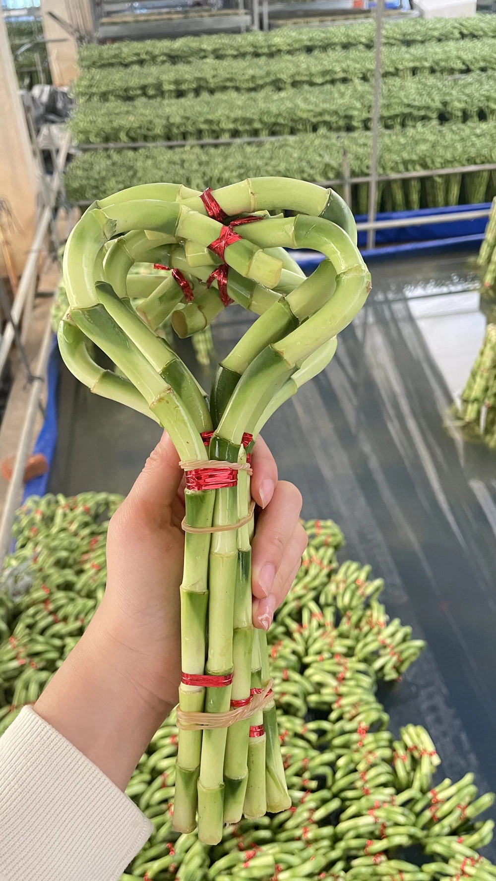 Dracaena Sanderiana Lucky Bamboo Hearted Shape Indoor Live Plant Flower