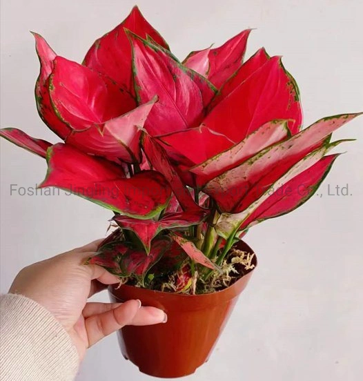 Aglaonema roja rica Super chino Rojo de plantas vivas de Evergreen