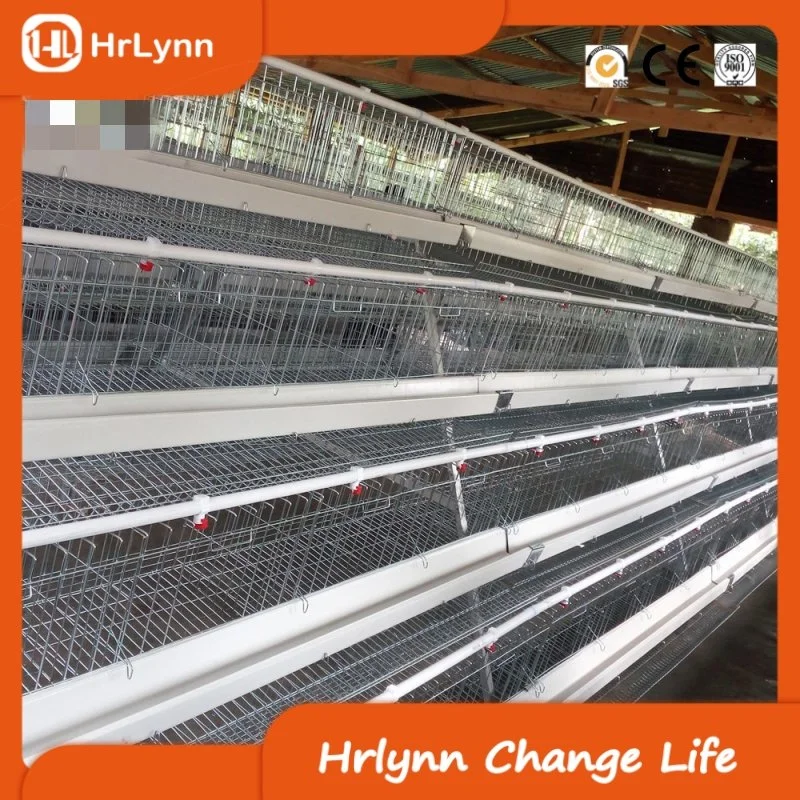 Large Farm Livestock and Poultry Breeding Equipment a Type Chicken Cage