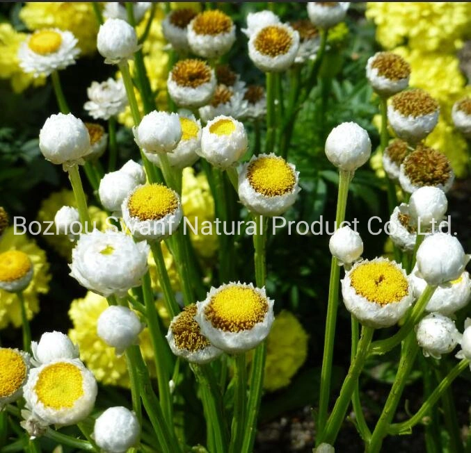 1kg Popular Plants Winged Everlasting Flower Ammobium Alatum Seeds for Sale