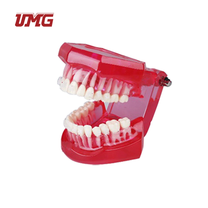 Transparent Dentition with Metal Brackets (3color) Dental Teaching Teeth Model