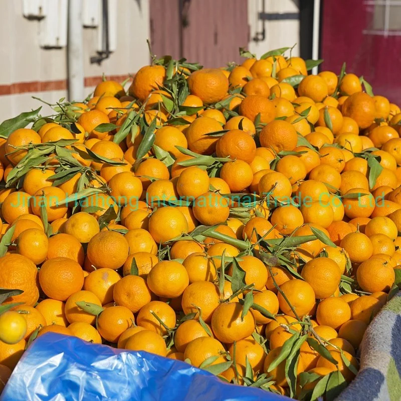 Baby Mandarin Orange / Nanfeng Orange /Fresh Mandarin Orange