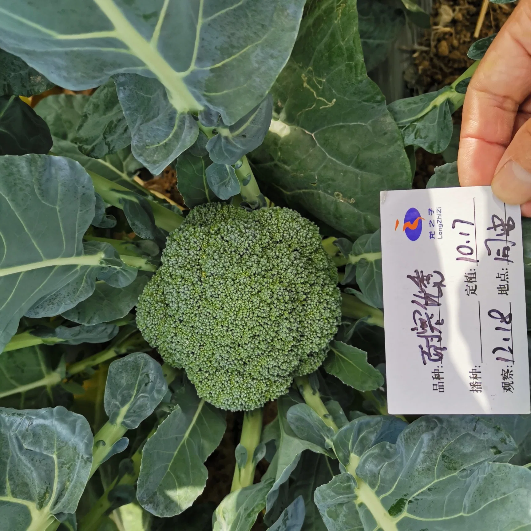 High quality/High cost performance  Green Broccoli Seeds Best Tomato Seeds Products