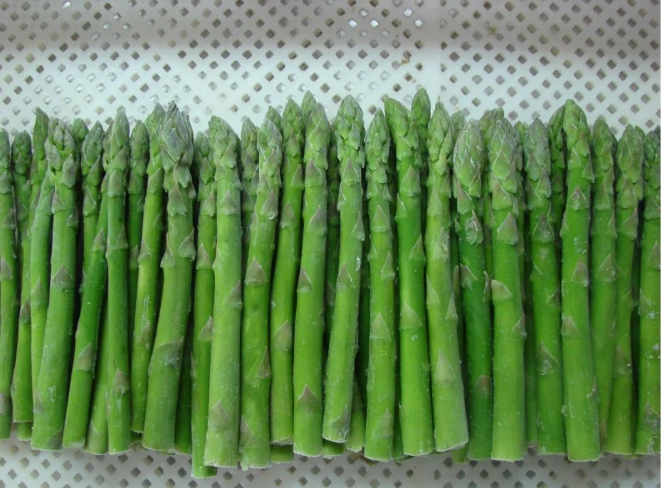 High quality/High cost performance  Frozen Fresh Green Asparagus Spears Vegetables Canned Food